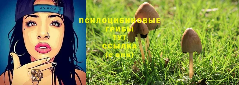 где можно купить   Жигулёвск  Галлюциногенные грибы Psilocybe 